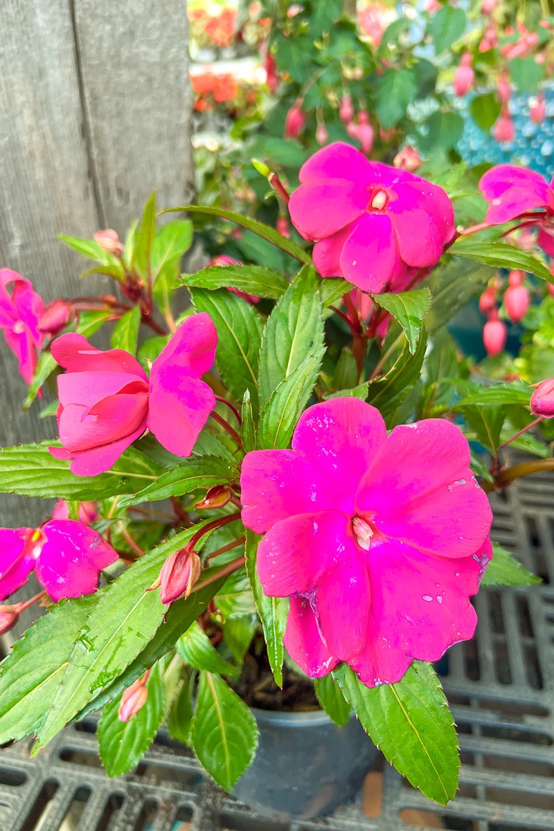 Impatiens, New Guinea Purple - Image 2