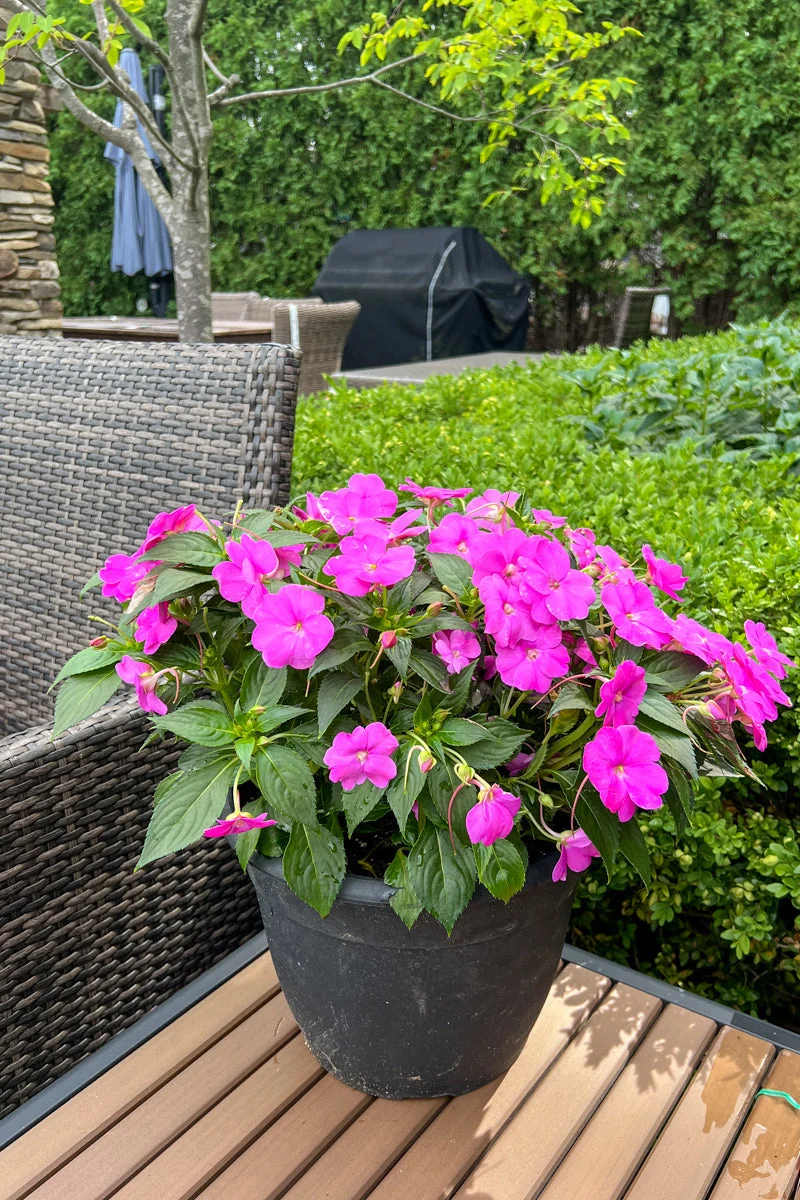 Impatiens, Sunpatiens Pink