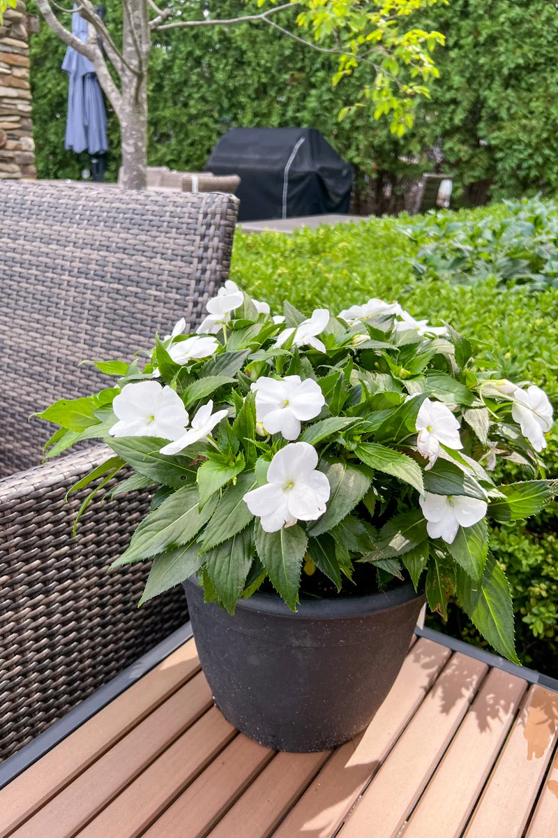 Impatiens, Sunpatiens Compact Classic White