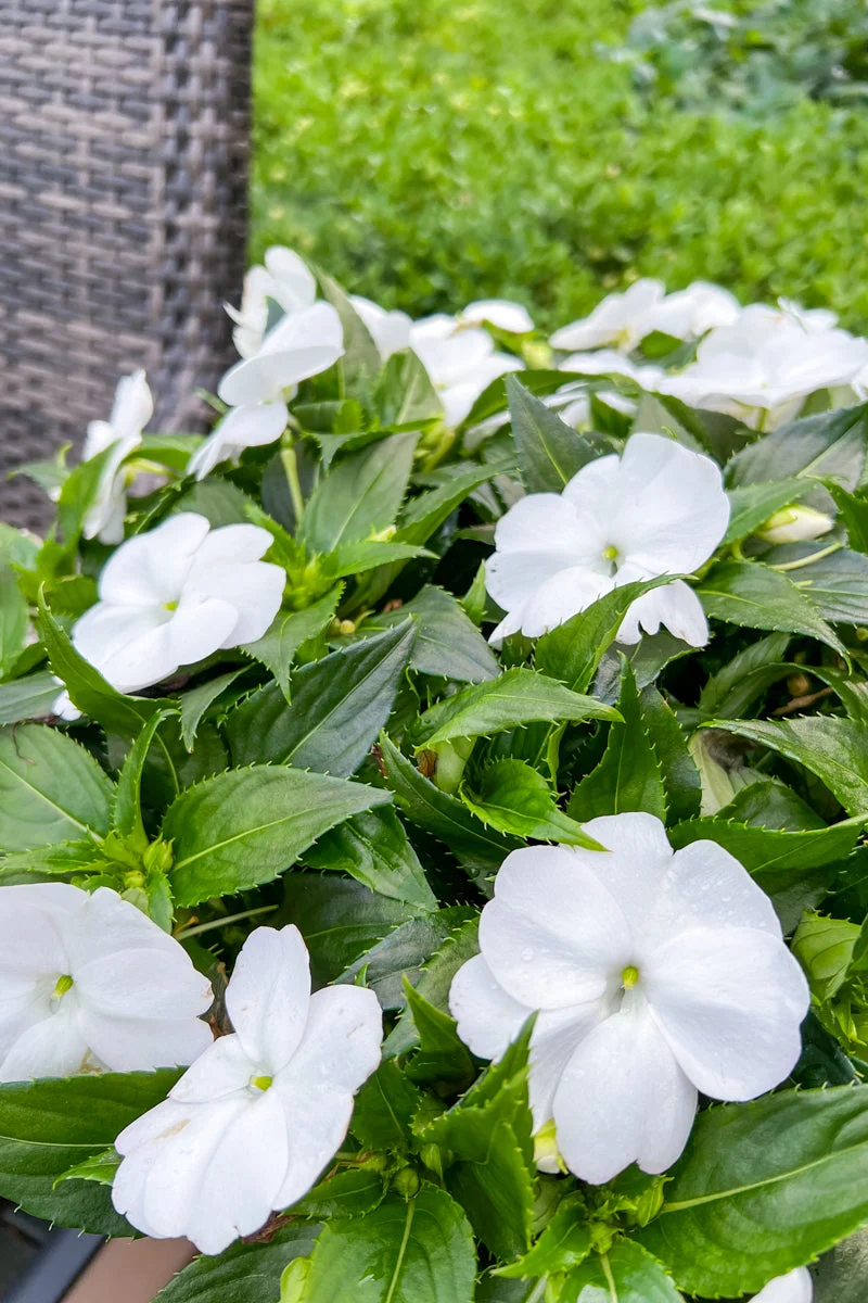 Impatiens, Sunpatiens Compact Classic White - Image 2