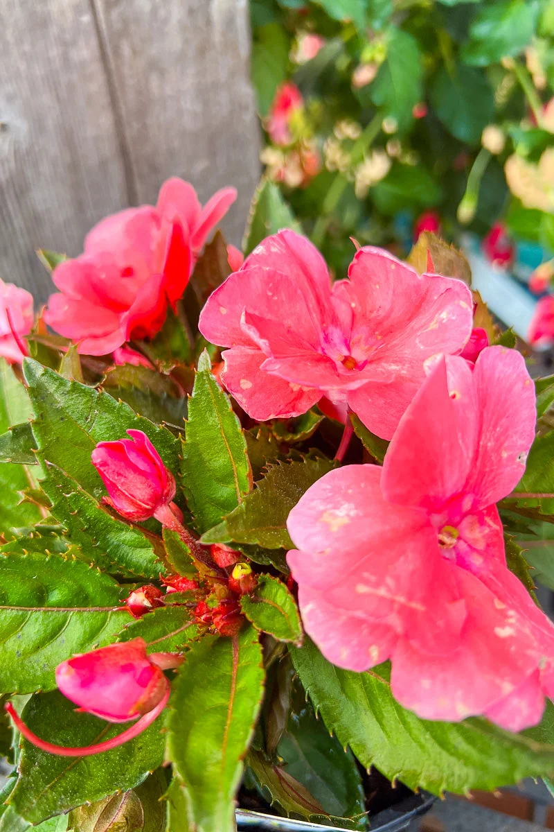 Impatiens, Sunpatiens Light Pink