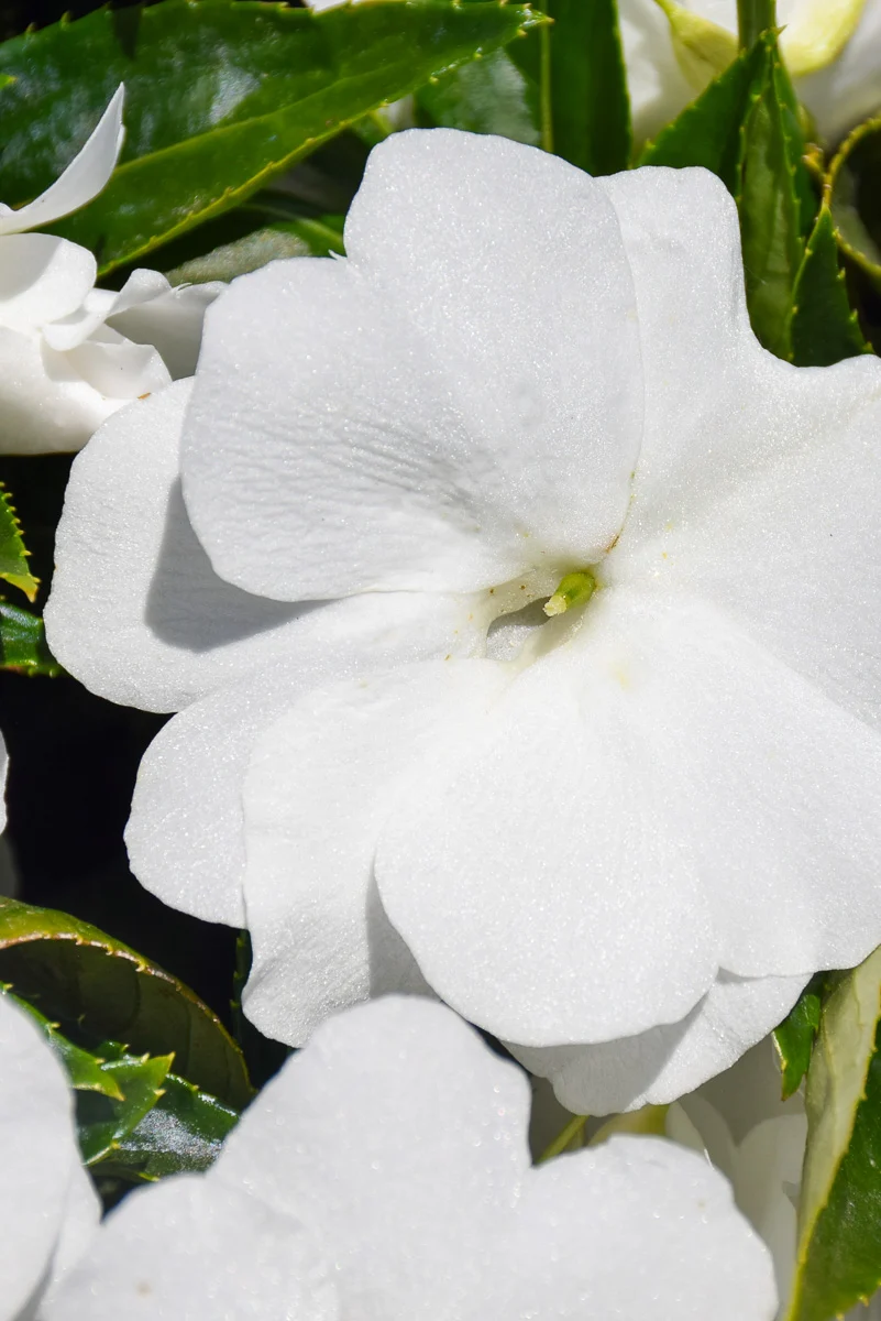 Impatiens, New Guinea Super Sonic White