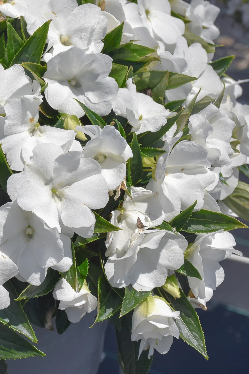 Impatiens, New Guinea Super Sonic White - Image 2