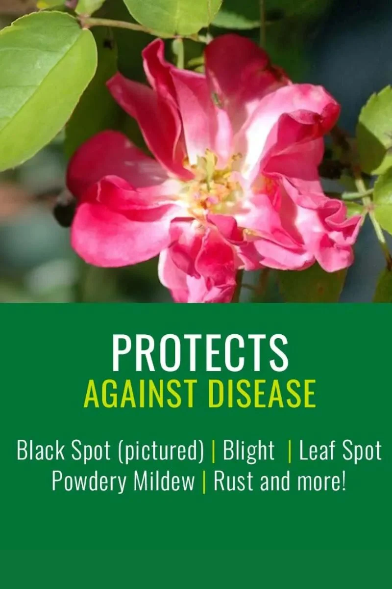 Natria Insect, Disease & Mite Control Ready-to-Use 24 oz - Image 2
