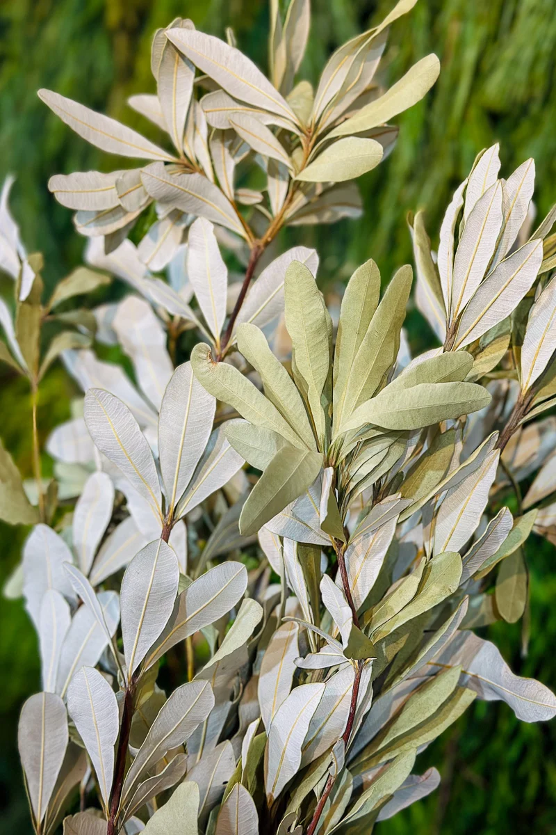 Tips, Integrifolia