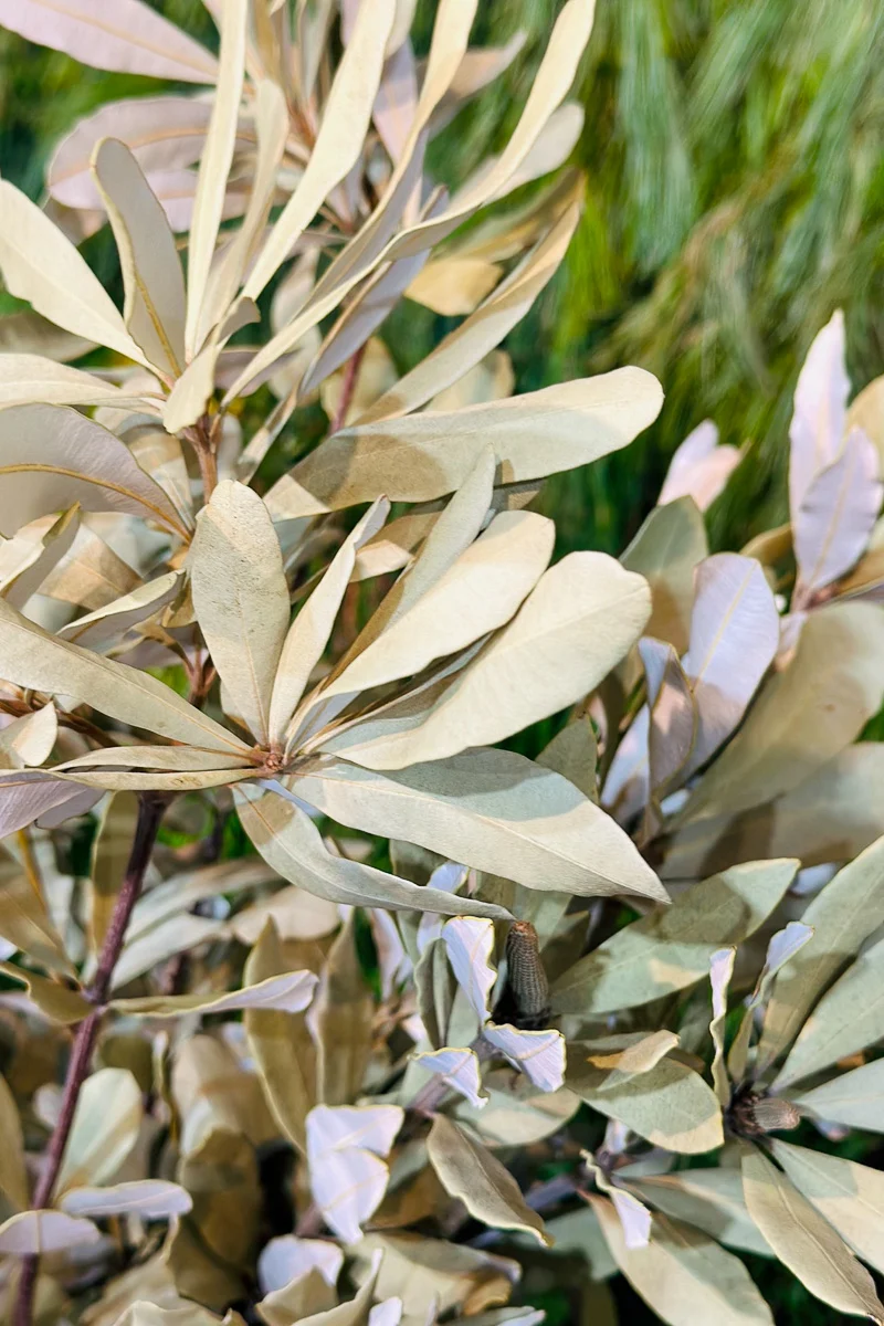 Tips, Integrifolia - Image 2