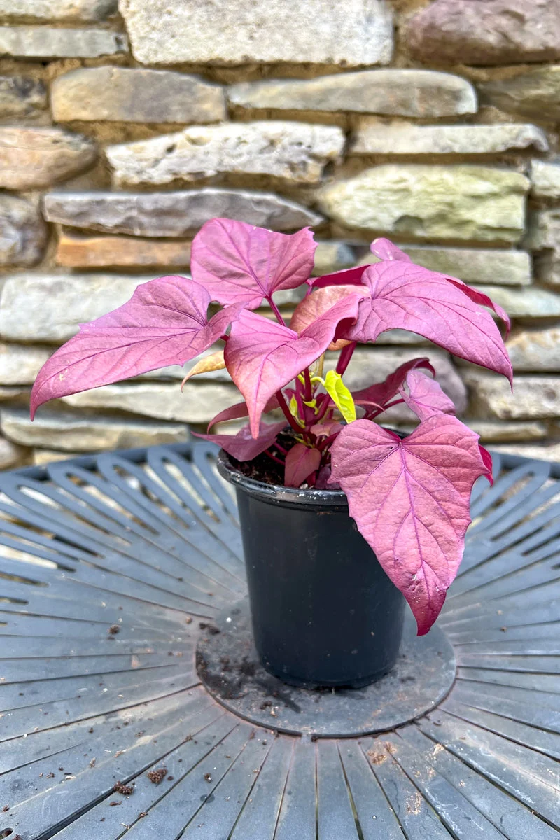 Ipomoea, Red Heart