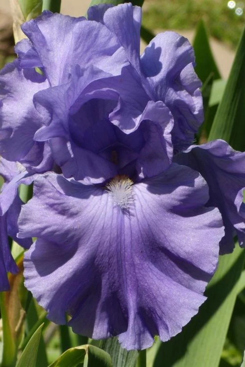 Iris, Bearded Breakers