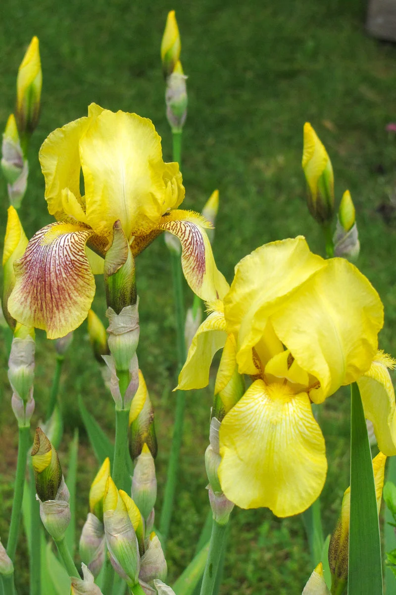 Iris, Harvest of Memories