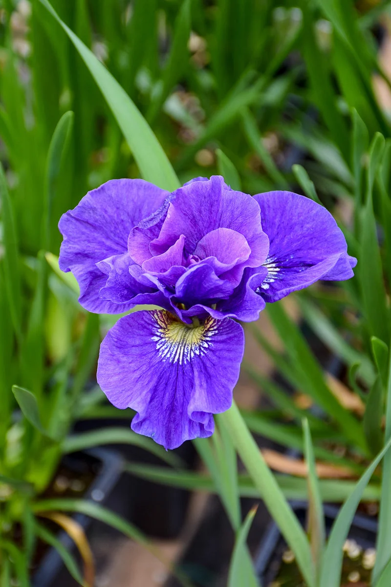 Iris, Siberian- Concord Crush