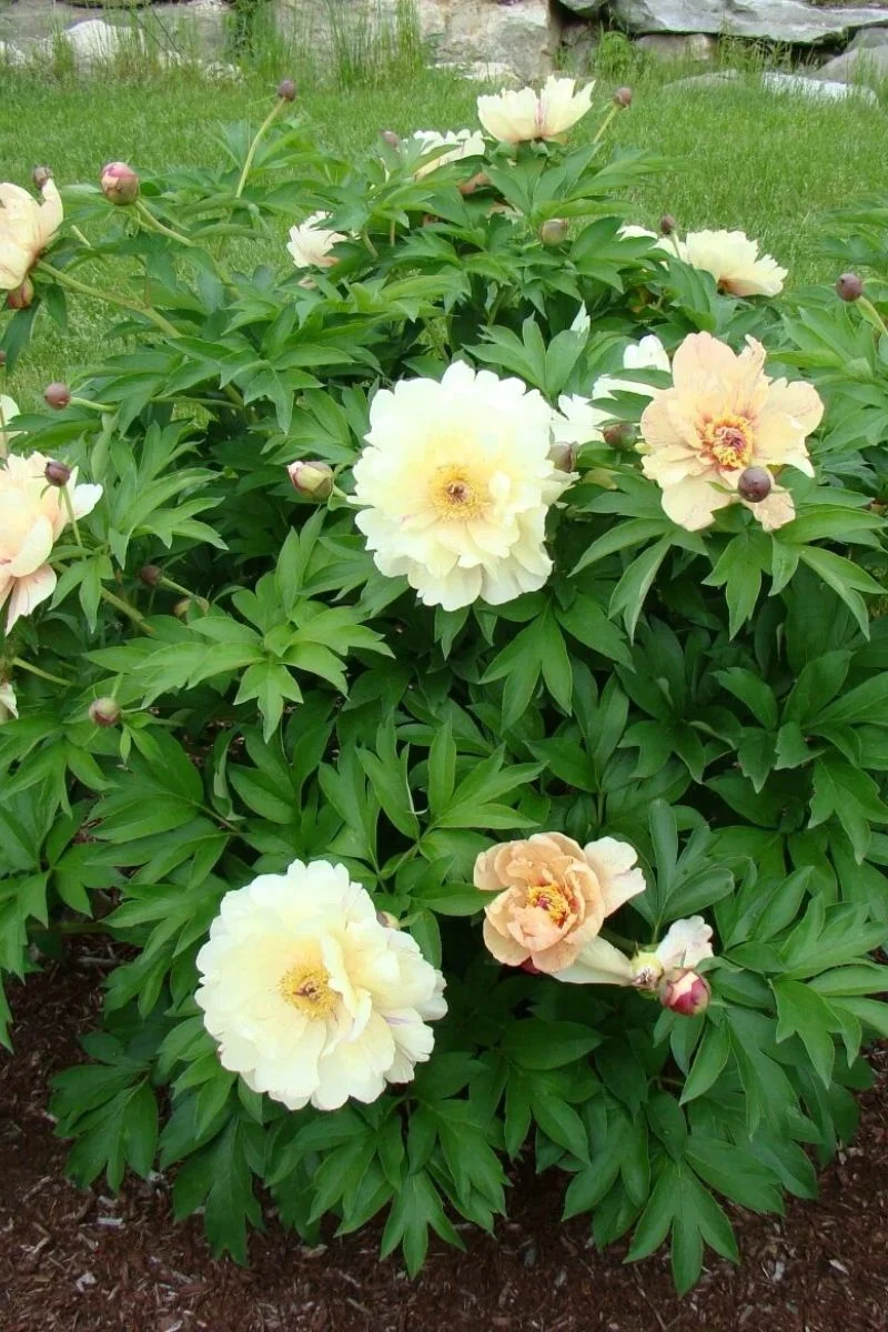 Itoh Peony, Blueberry Lemonade - Image 3