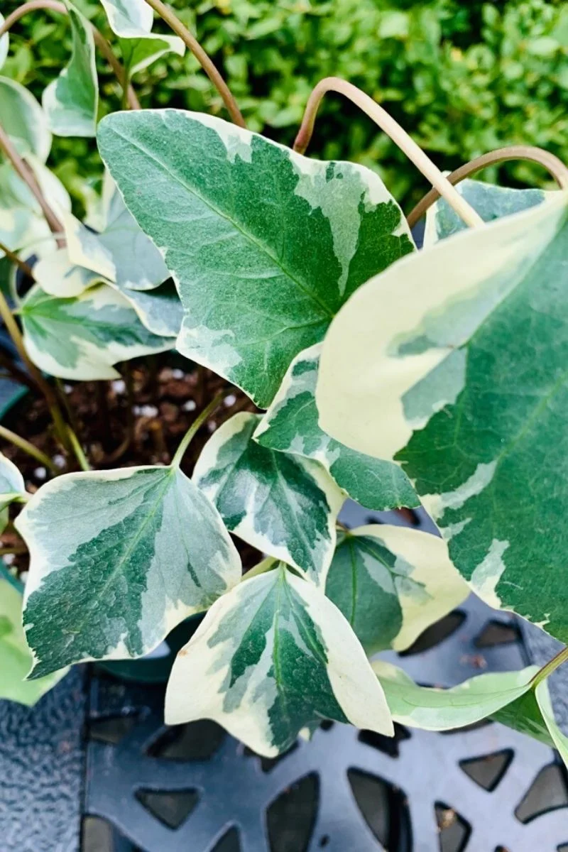 Ivy, Algerian Variegated 6"