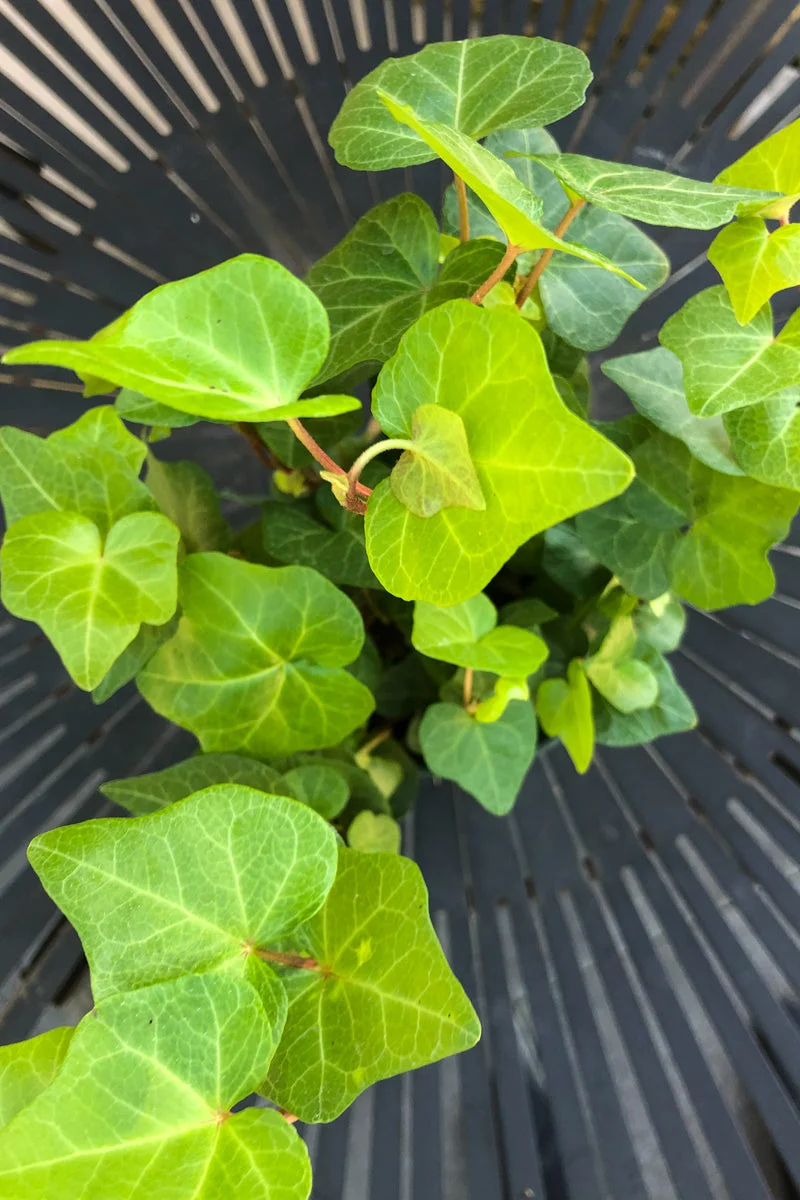 Ivy Green