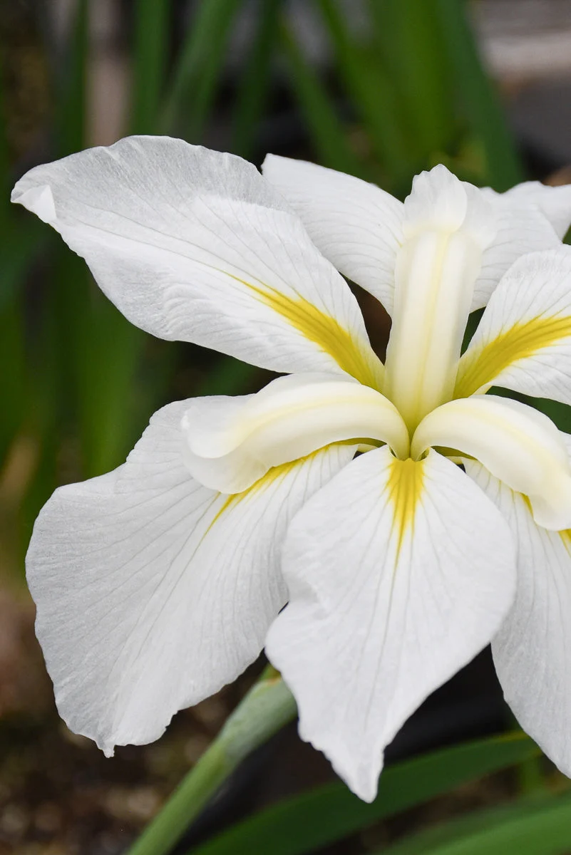 Japanese Iris, Gold Bound