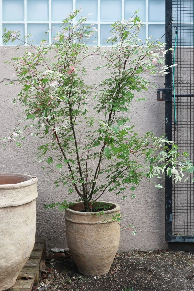 Japanese Maple, Grand Tapestry - Image 2