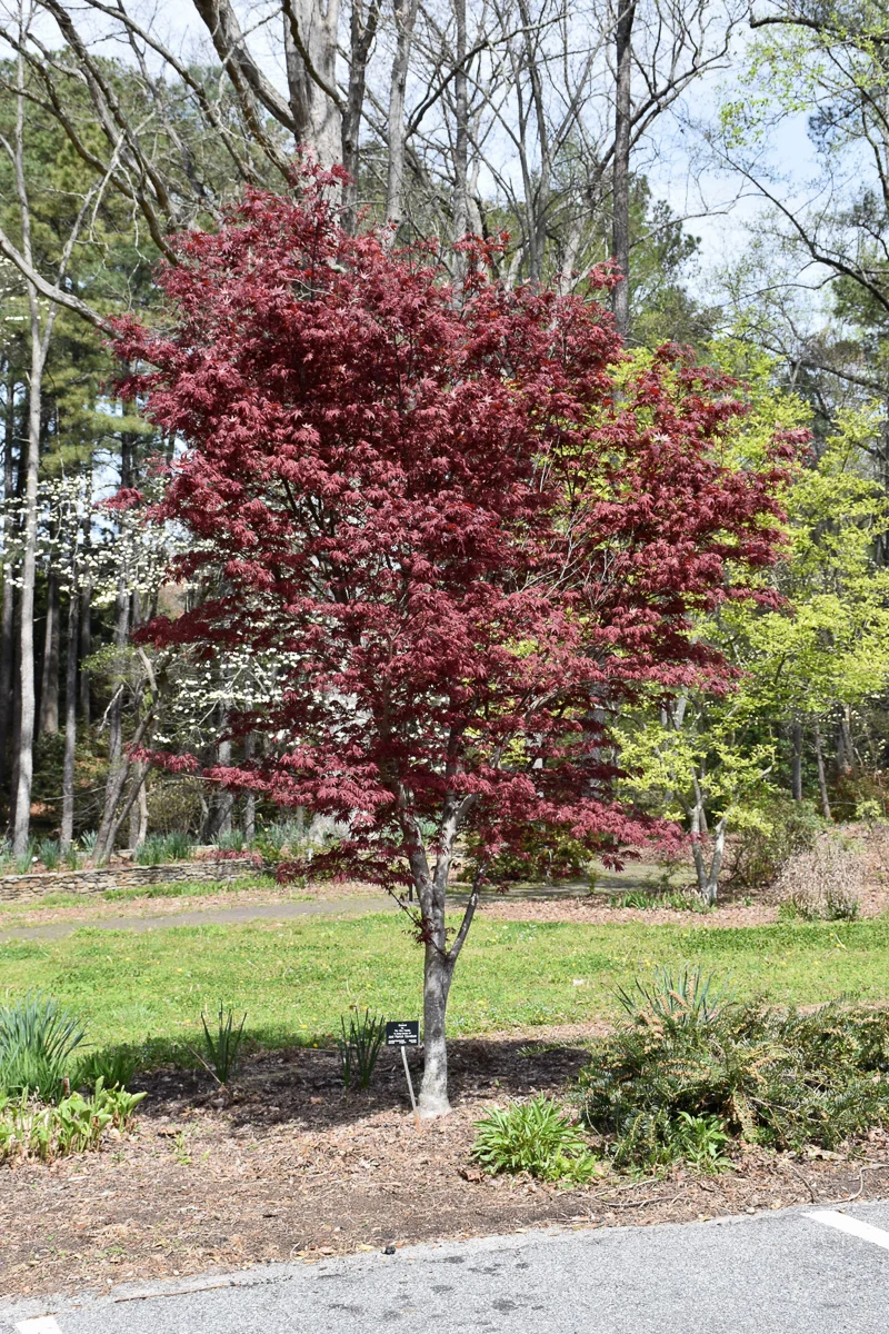 Japanese Maple, Hefner's Red - Image 2