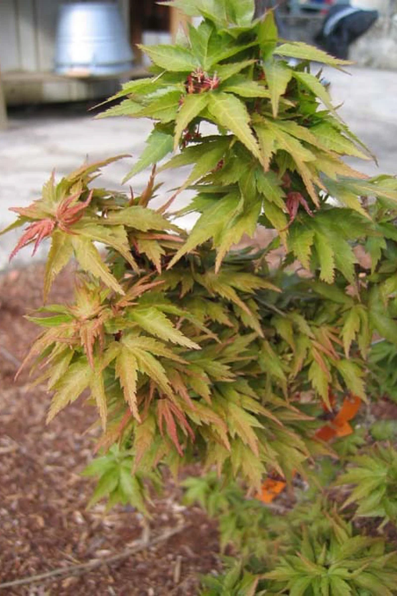 Maple, Japanese Hubb's Dwarf - Image 2