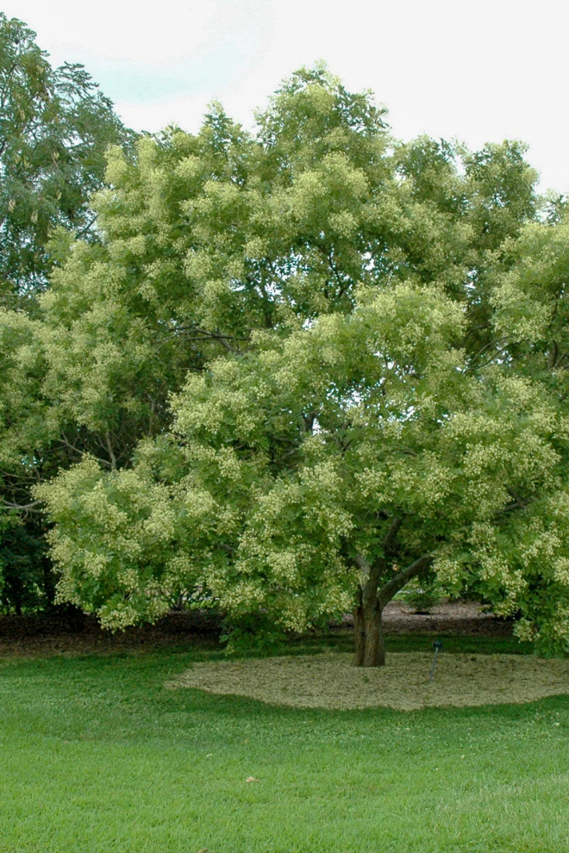 Japanese Sophomore Tree