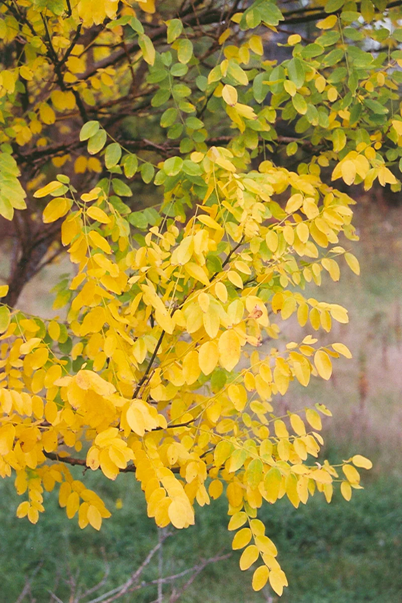 Japanese Sophomore Tree - Image 3