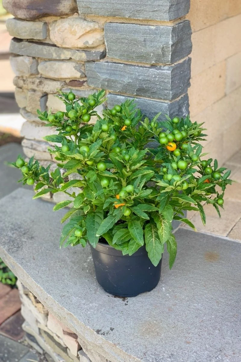 Jerusalem Cherry - Image 2