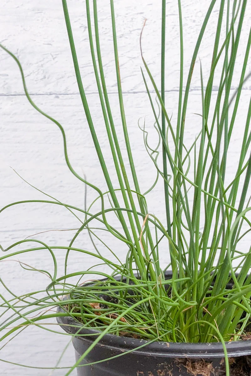 Juncus Twisted