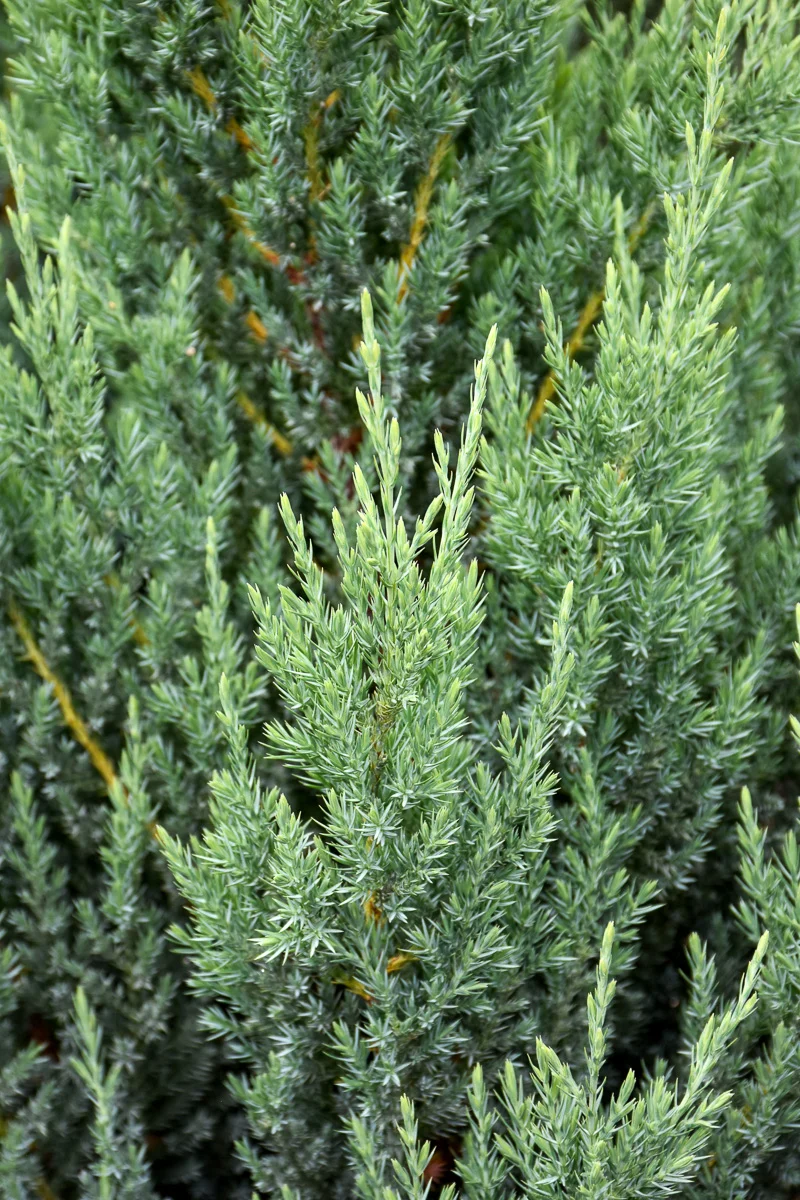 Juniper, Blue Point 1G Spiral