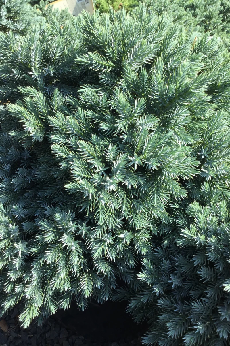 Juniper, Blue Star