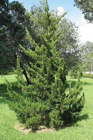 Juniper, Canaertii
