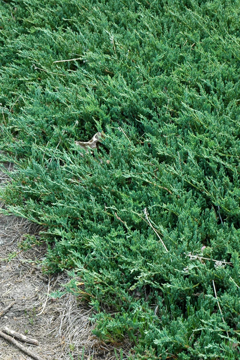 Juniper, Creeping Bar Harbor - Image 2