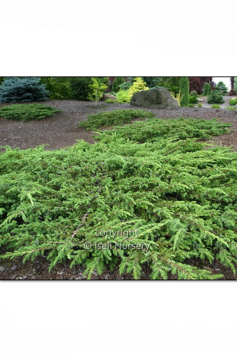 Juniper, Effusa - Image 2