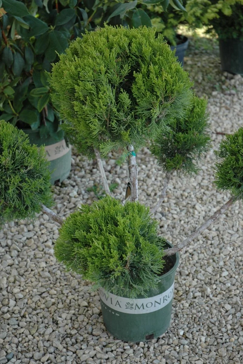 Juniper, Mint Julep - Image 2