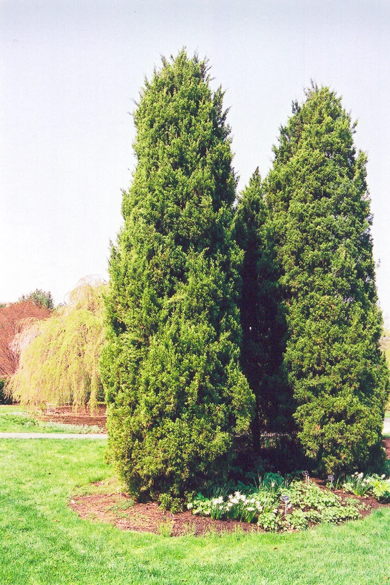 Juniper, Red Cedar