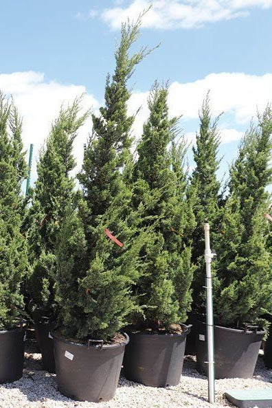 Juniper, Trautman