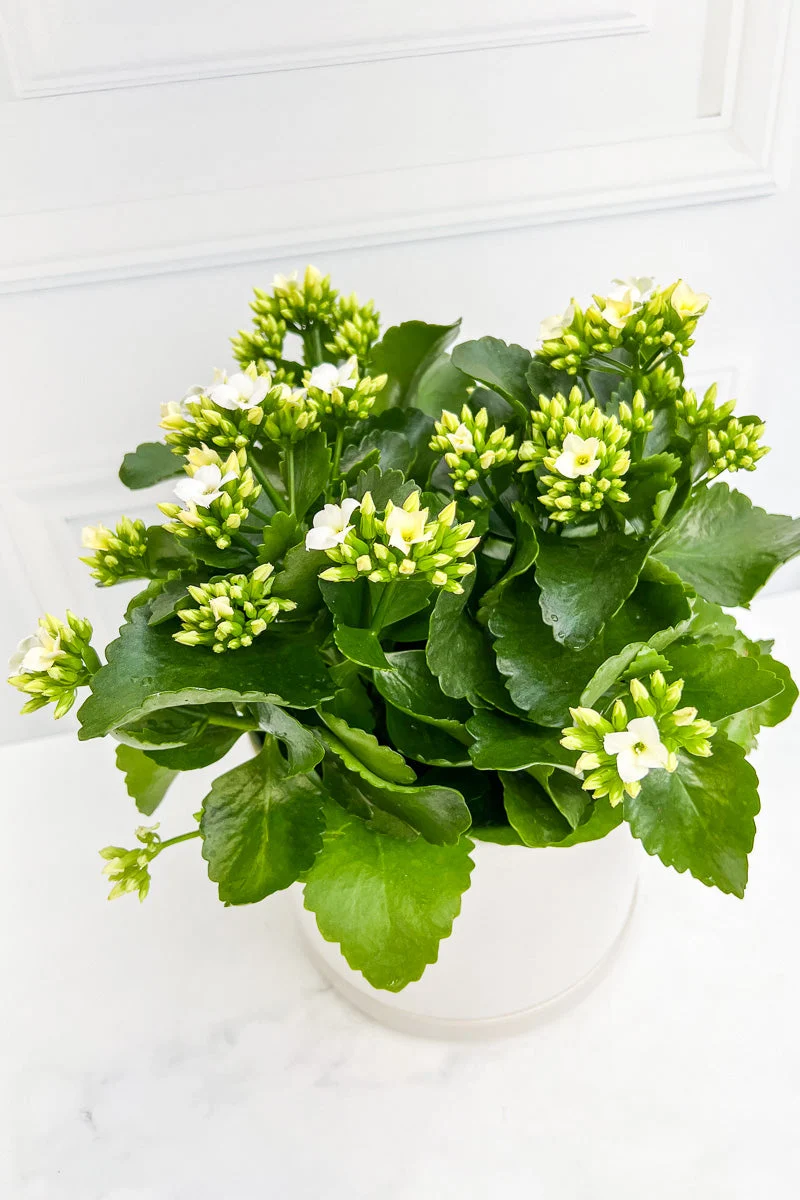 Kalanchoe, Blossfeldiana White 6"