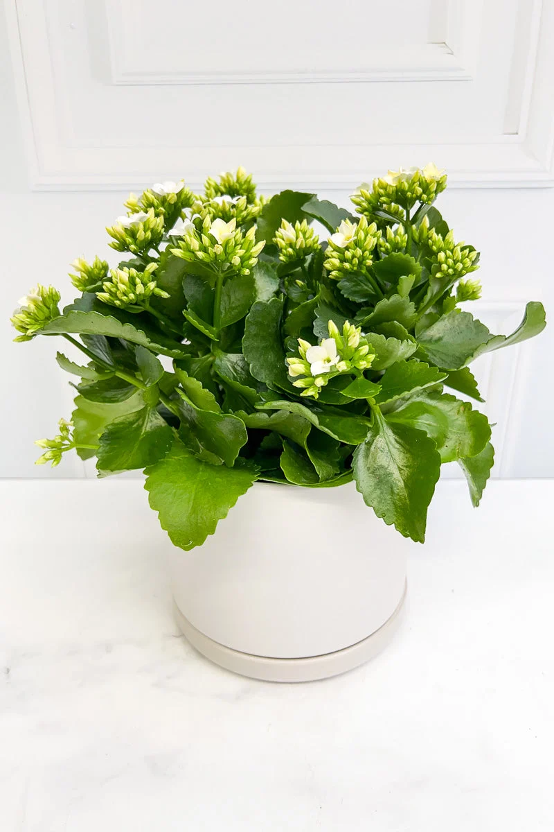 Kalanchoe, Blossfeldiana White 6" - Image 2