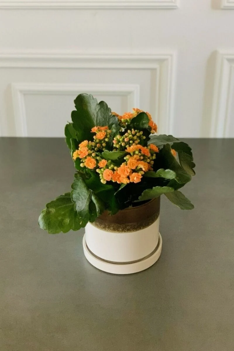Kalanchoe, Calandiva Orange 4"