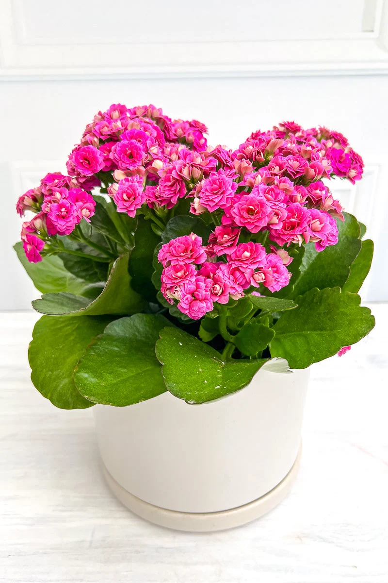 Kalanchoe, Calandiva Pink 6" - Image 2