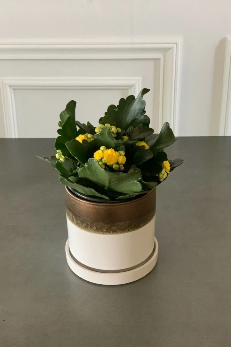 Kalanchoe, Calandiva Yellow 4"