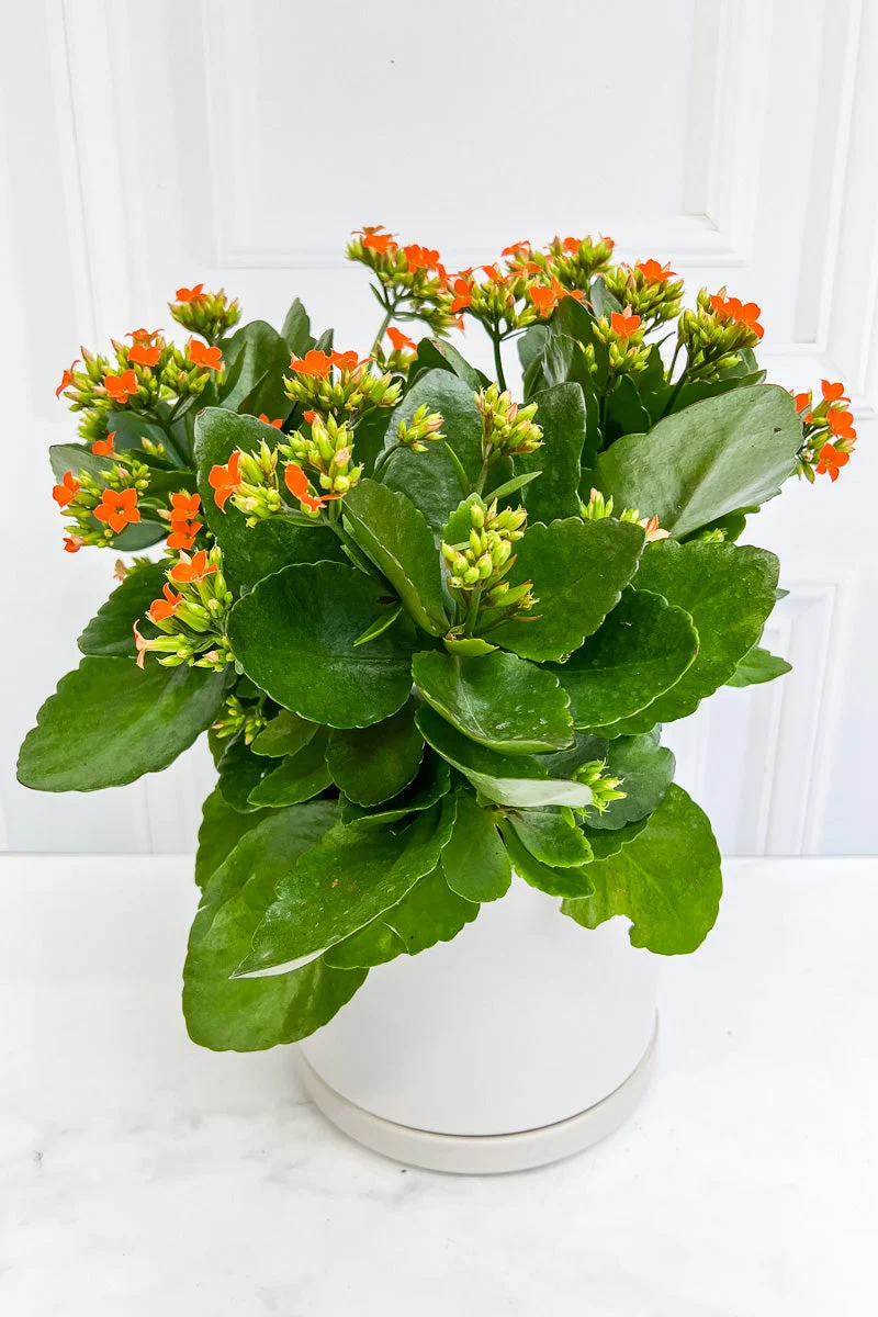 Kalanchoe, Orange 6" - Image 2