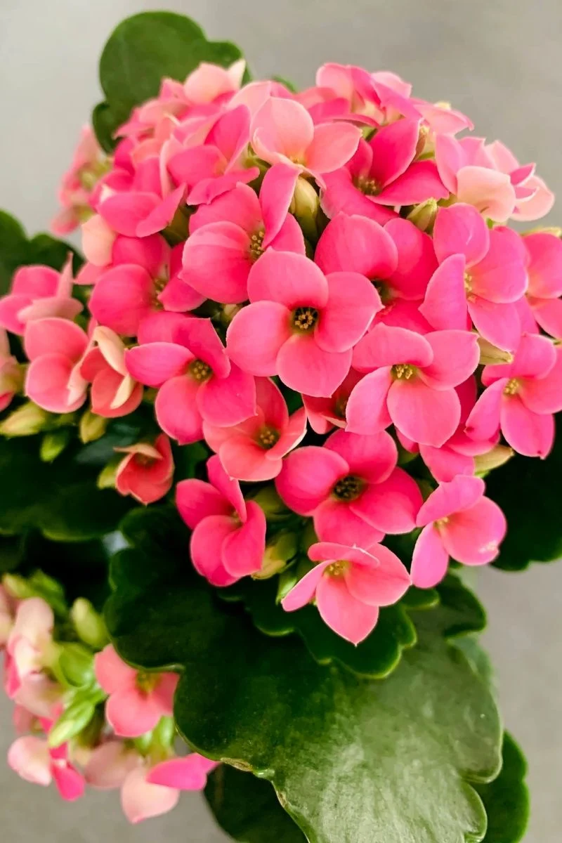 Kalanchoe, Pink 6"