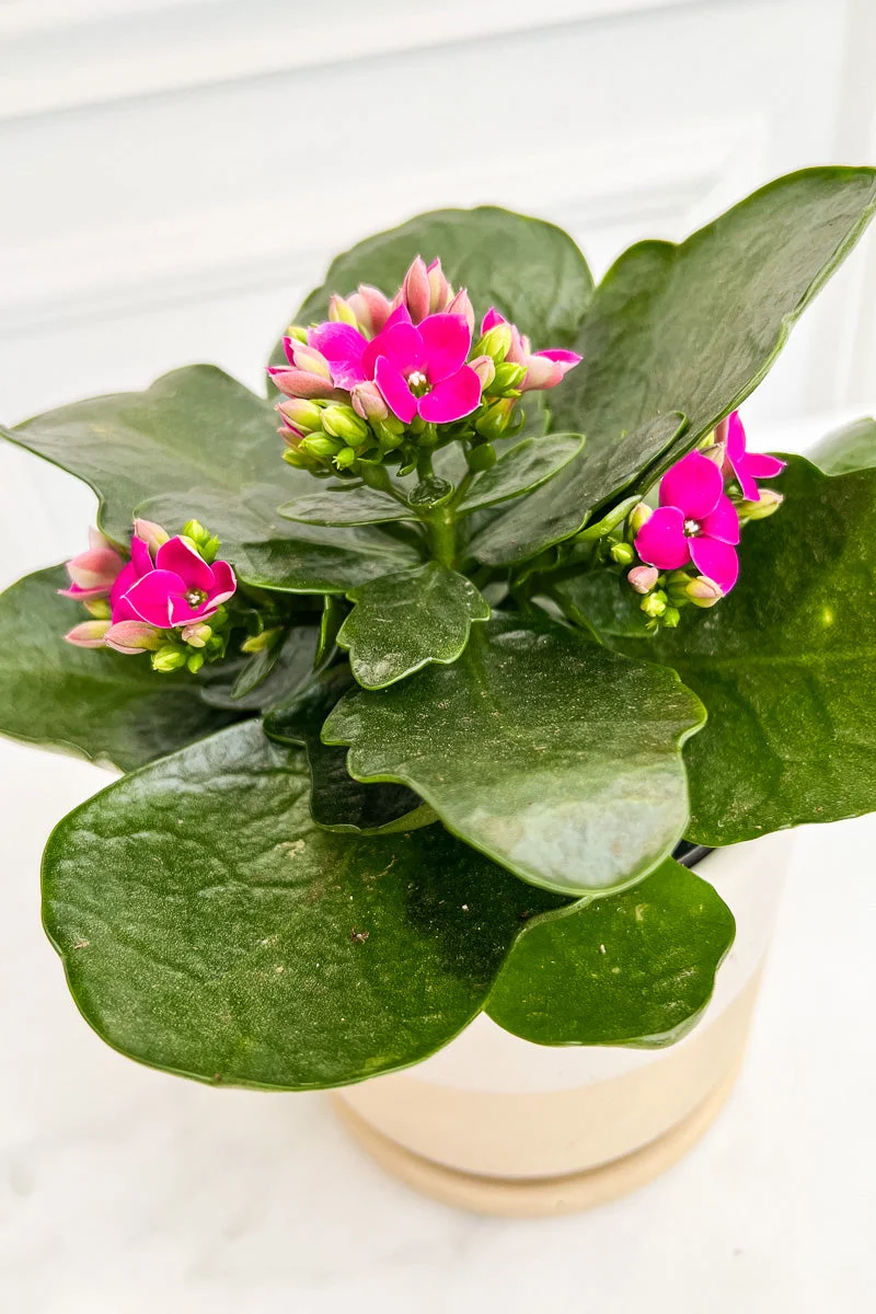Kalanchoe, Purple 4"
