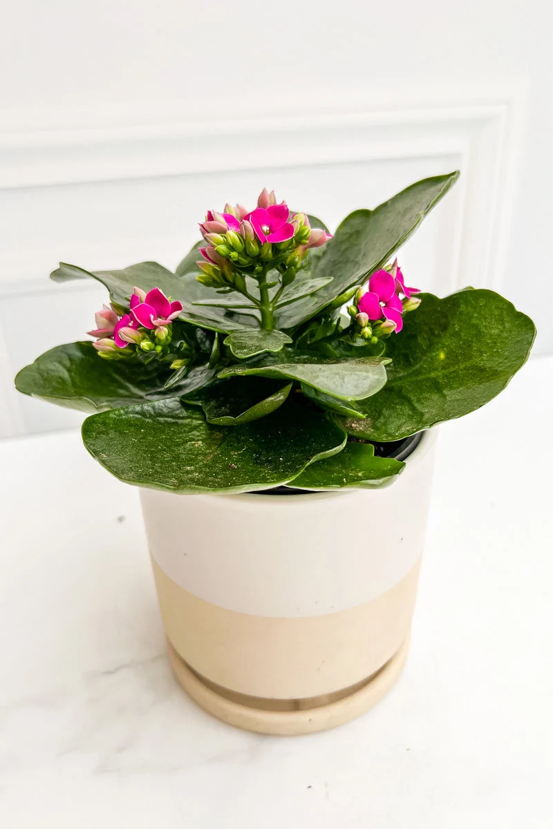 Kalanchoe, Purple 4" - Image 2