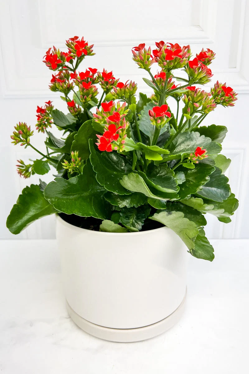 Kalanchoe, Red  6" - Image 2
