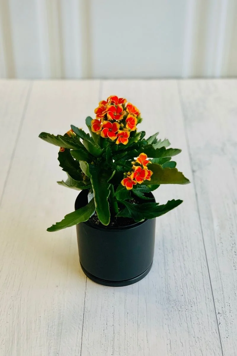 Kalanchoe, Robbie 4"