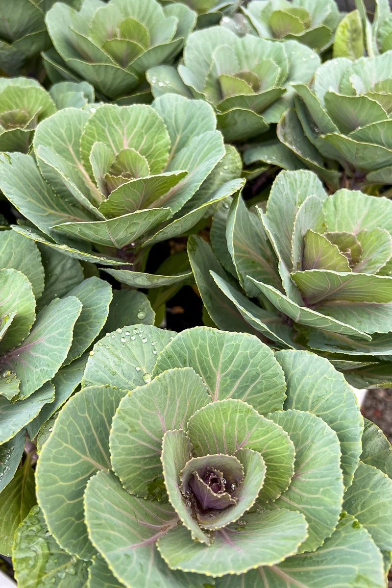 Kale Orn Crane Pink