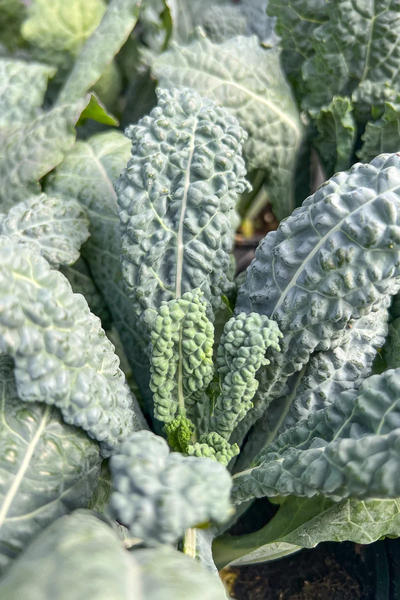 Kale Orn Dinosaur - Image 2