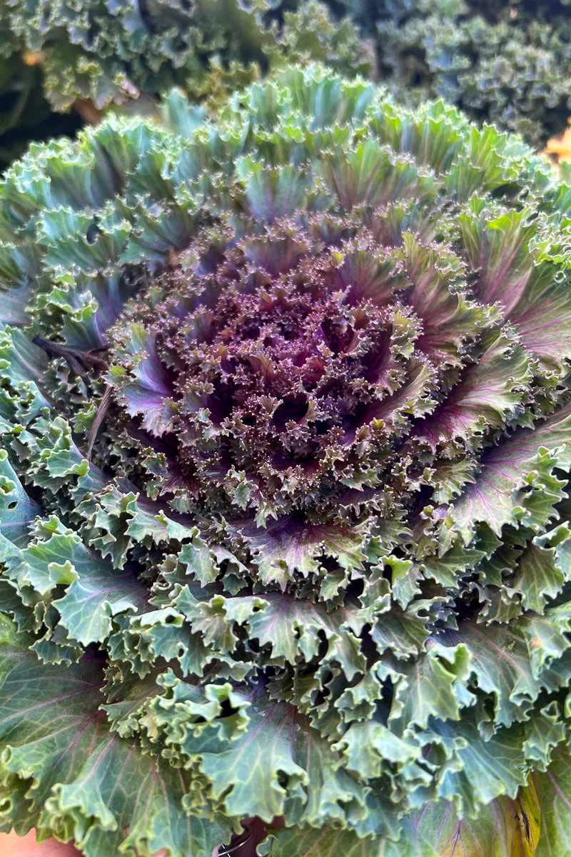Ornamental Kale, Nagoya Red - Image 4