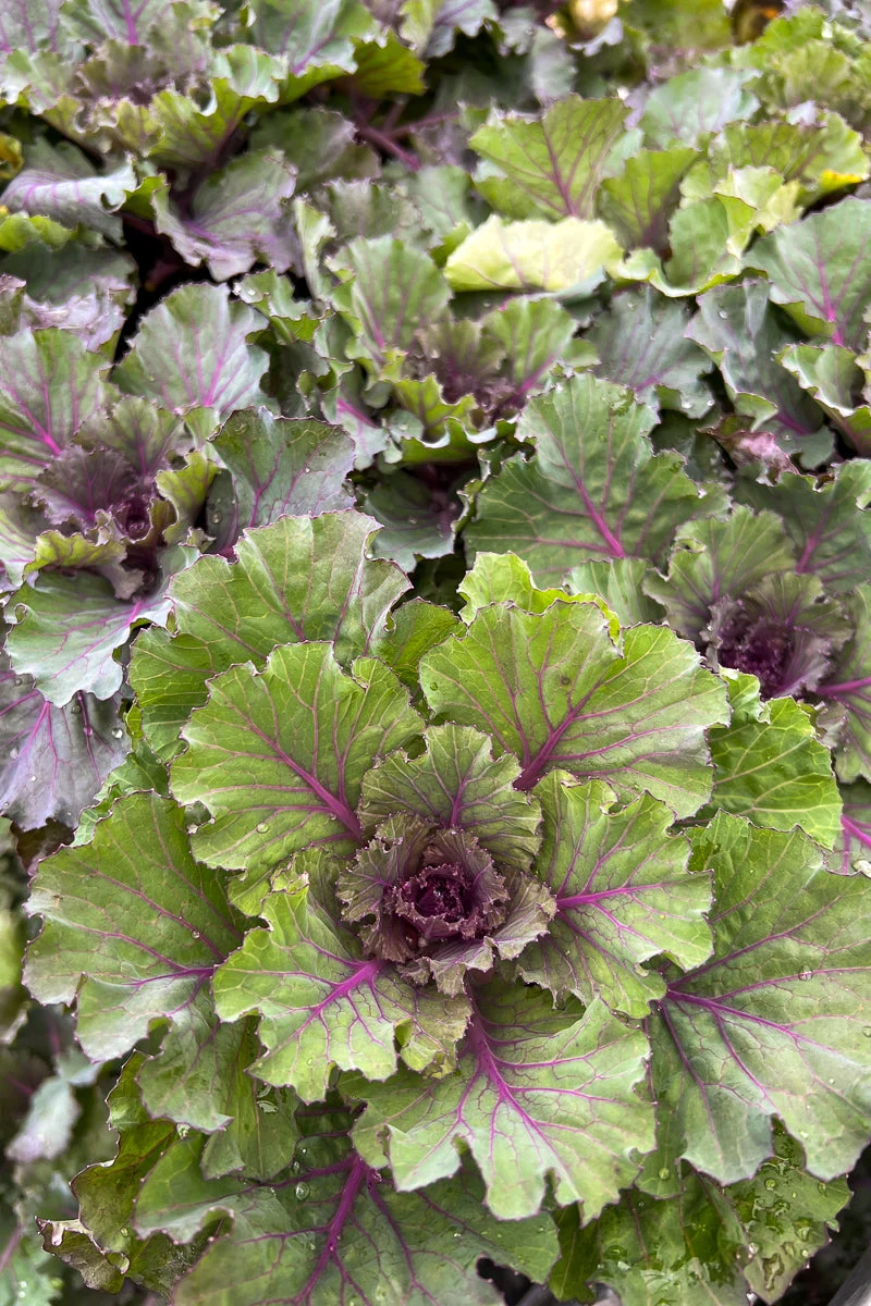 Ornamental Kale, Osaka Red - Image 2