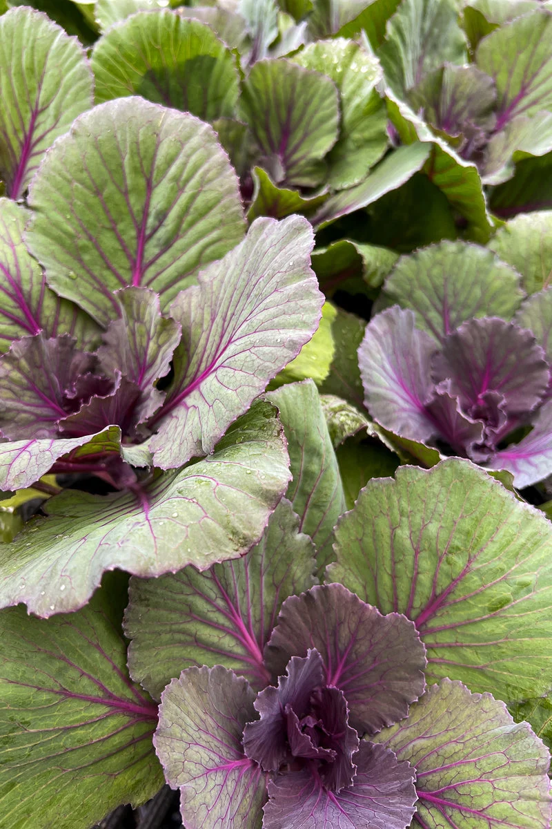Ornamental Kale, Osaka Red - Image 4