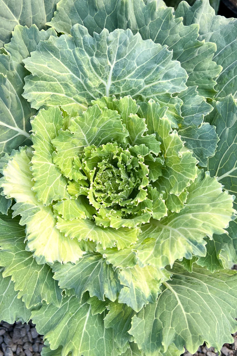 Kale Osaka White - Image 2